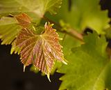 young grape vine