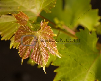 young grape vine
