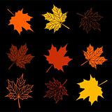 Leaves of maple tree collection