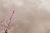 Nice decorative cherry tree on rough background with place for text or image