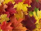 autumnal palette