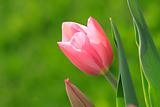 Pink tender tulip