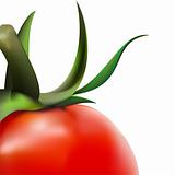 tomato close-up in vector