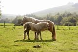 Horse landscape in green meadow Pyrenees 