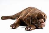 Sleeping Labrador Retriever puppy
