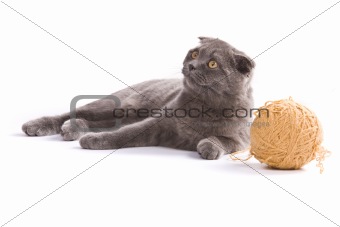 Scottish fold cat