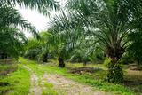 Palm Oil Plantation.