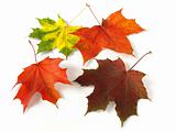autumnal leaves palette