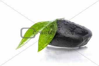 Two green leafs on black stone