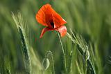 Flowering red poppy close-up among cereals