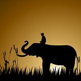 silhouette of an elephant with human, wildlife