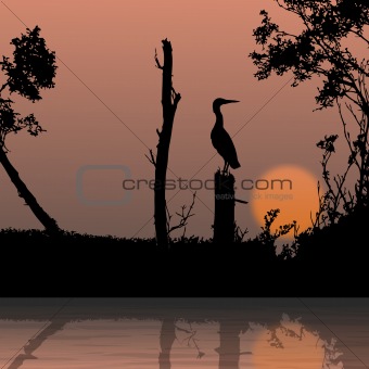 silhouette view of bird on a branch, wildlife