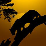 silhouette view of tiger on a tree, wildlife