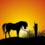 silhouette view of a horse tied to a branch