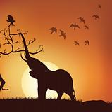 silhouette view of elephant pulling branches, sunrise,sunset