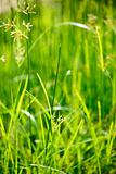Green grass - shallow depth of field
