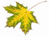 single maple leaf