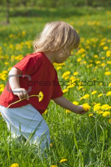 boy 2,5 years, with long hair, sitting in a dandelion field