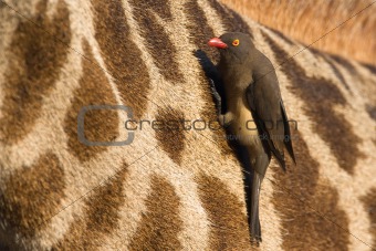 Red billed oxpecker on giraffe