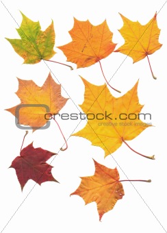 real maple tree leaf isolated on white scanned