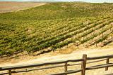 Beautiful Wine Vineyard in California, United States.