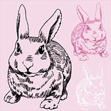 Bunny / Rabbit Sketch