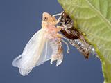 Birth of a cicada (2)