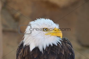 American Bald Eagle Portrait