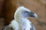 Griffon Vulture Portrait