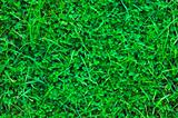Grass-Plot