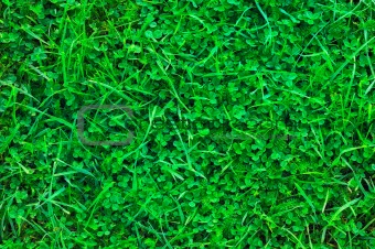 Grass-Plot