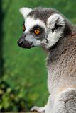 Portrait Of A Madagascar Ring Tailed Lemur