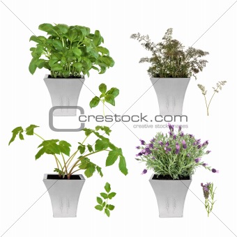 Herb Selection in Pots