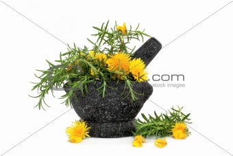 Rosemary Herb and Wild Flowers