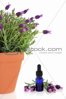 Lavender Herb Flowers and Essence