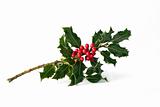 Holly Leaves with Red Berries
