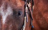 Closeup of Horse's Eye