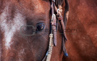 Closeup of Horse's Eye