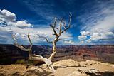 Grand Canyon Tree