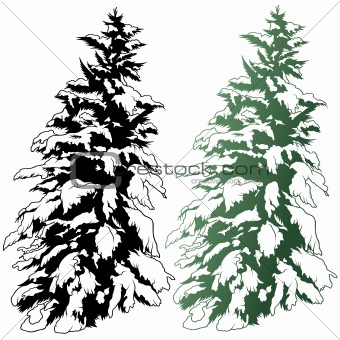 Snowy Coniferous Tree