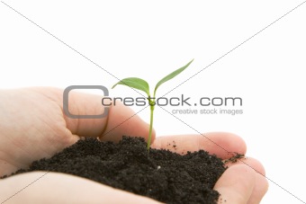 hands holding sprouting plant