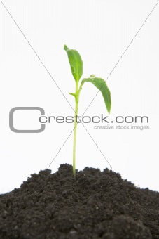 plant sprouting from dirt