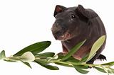 skinny guinea pig and olive branch on white background