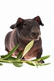 skinny guinea pig and olive branch on white background