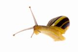 Edible snail on the white background