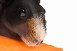 skinny guinea pig with carrot on white background