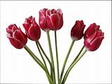 Bouquet Tulips