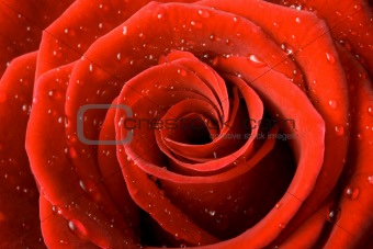 Red rose close up with drops of water