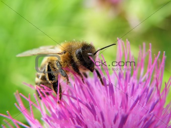 Bee on thorn