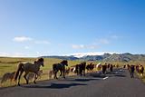 Icelandic Horses Running On A Road 
